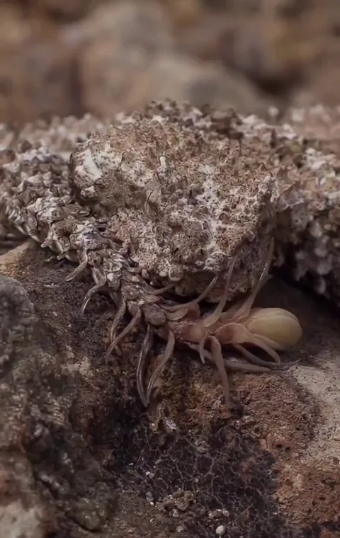 🔥the spider-tailed horned viper (Pseudocerastes urarachnoides), named for the caudal lure at the tip of its tail resembling an arachnid