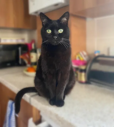 People say that black cats are unlucky, but Kitty was my family’s good luck charm for 19 years. She passed away early this morning, but I hope this photo shares some of her good luck with you too🌙