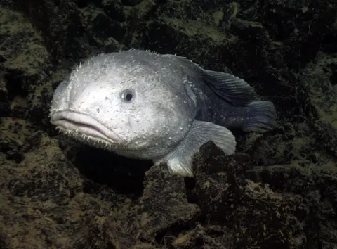 🔥 A blobfish in its natural deepwater habitat 