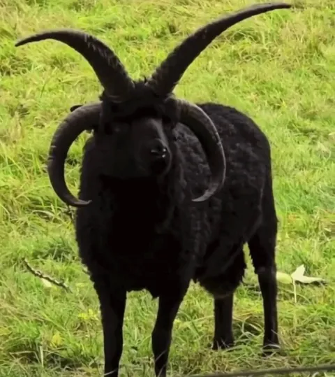 The Hebridean - an ancient breed of sheep native to the islands of Scotland's Inner and Outer Hebrides. They naturally grow 4 horns, and in rare cases, 6 horns.