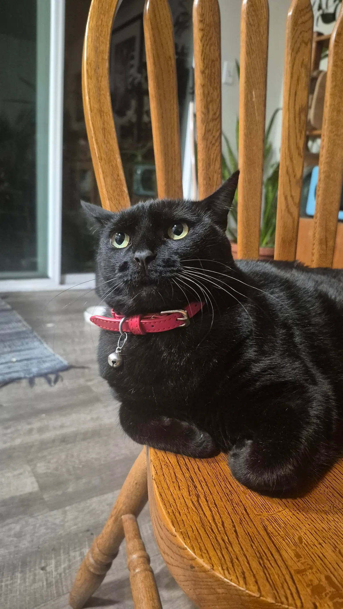 Distinguished ladies