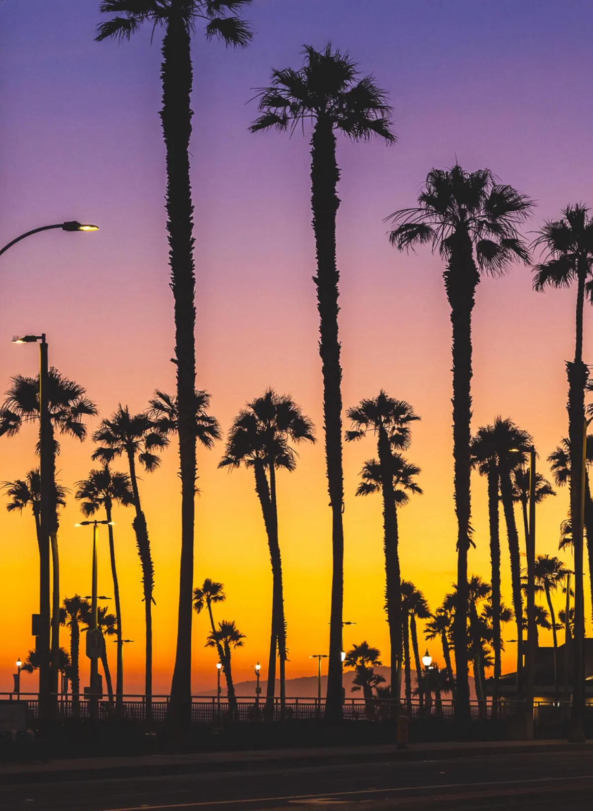 ITAP of palm trees at sunset