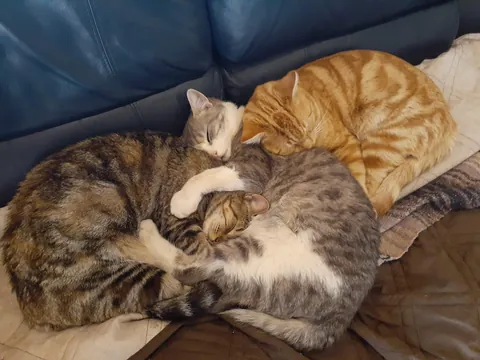 4 years ago my Girlfriend was taking a walk in the middle of nowhere in Arizona when she heard the tinest of cries coming from a PVC pipe. When she looked she found these little babies. She brought them home showered them with love.