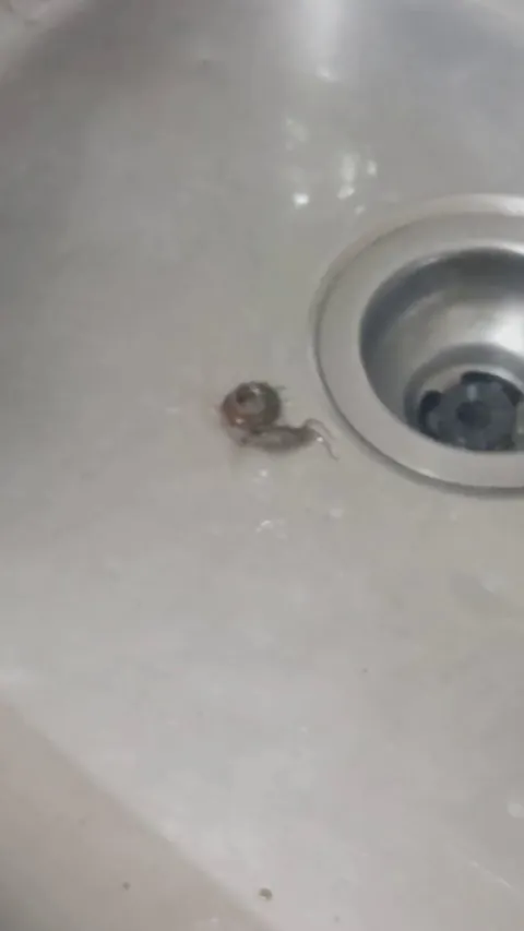 Have you been bit by one of these?