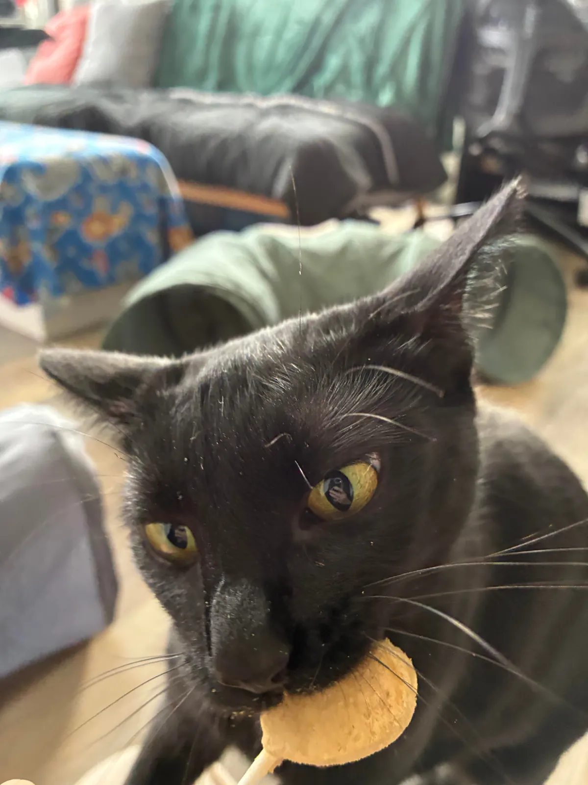 Salem’s first time eating a purr pop