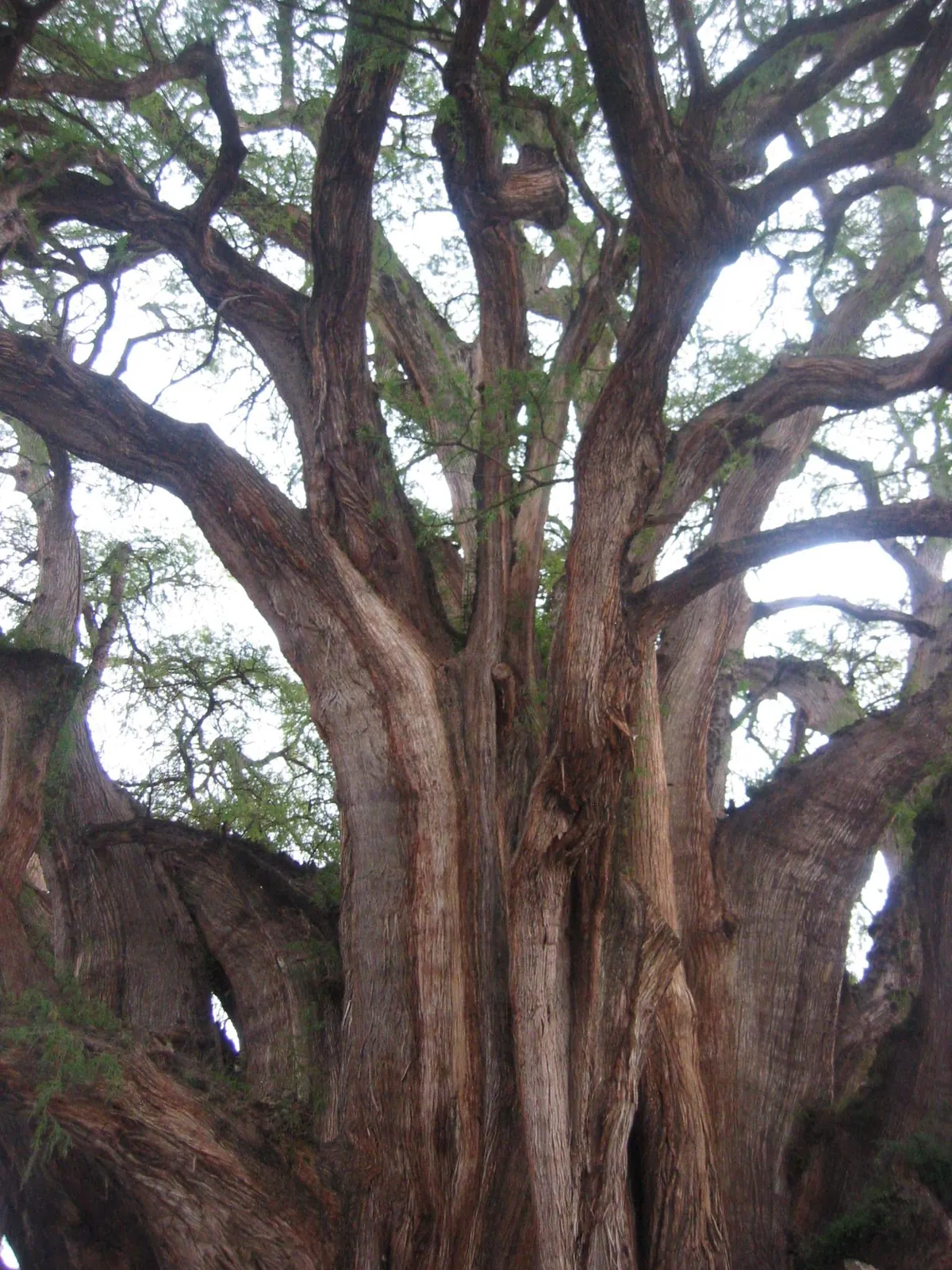 🔥Tule tree at Oaxaca, Mexico