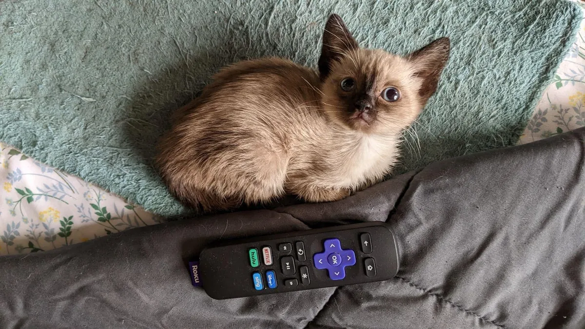 A couple of months ago I rescued a kitten in Mexico. 