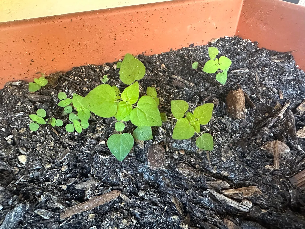 Are these mint sprouts?