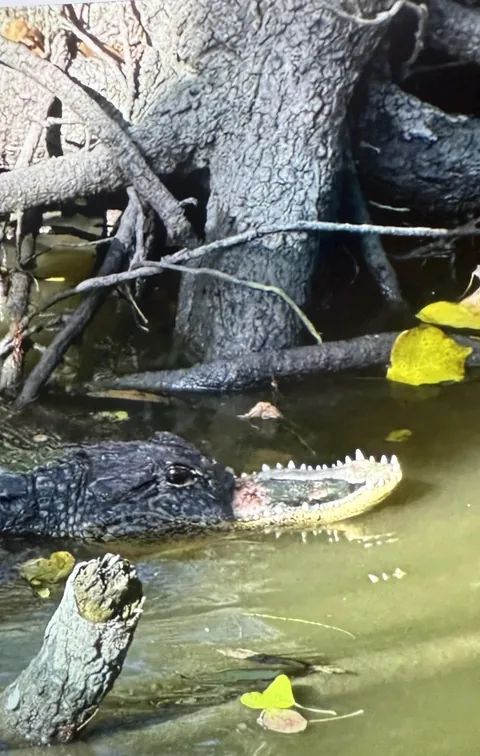 Alligator missing the top of its jaw