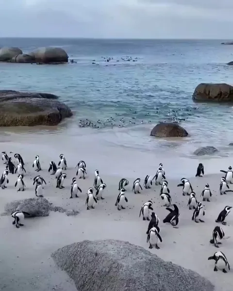 🔥 Another species facing imminent extinction in the wild. A raft of African penguins comes ashore in Cape Town, South Africa