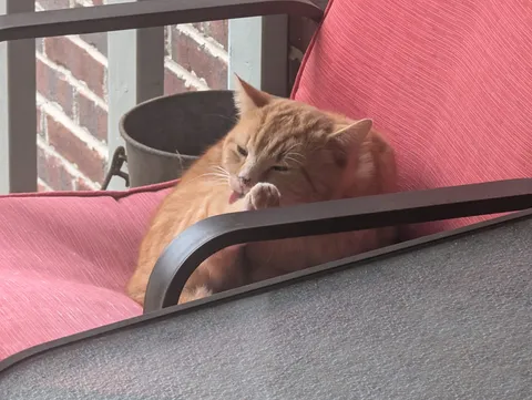 This stray cat thinks my backporch is it's new home