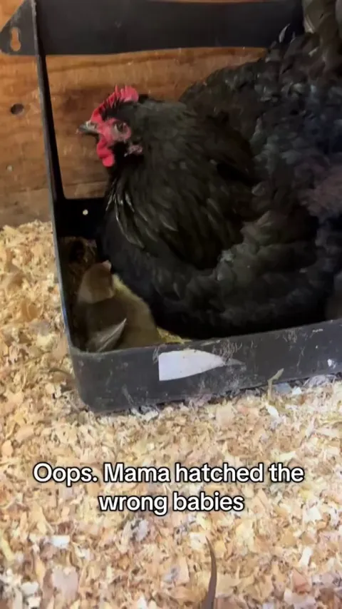 Oops. Derp chicken hatched the wrong eggs!