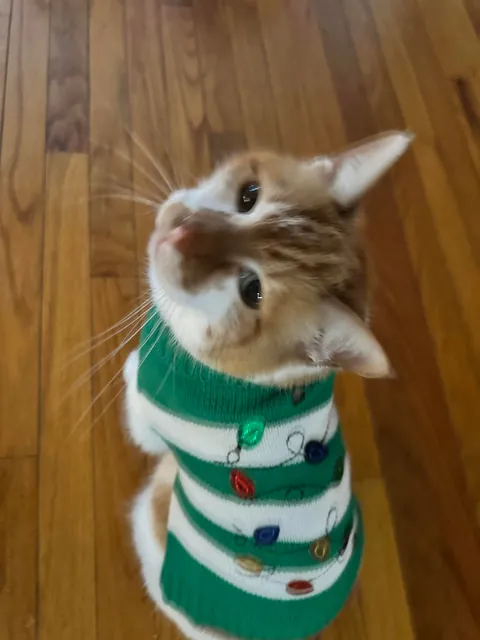 Showing off my cat in his Christmas sweater! 🎄