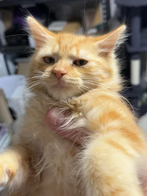 A whole litter of cell-less orangies