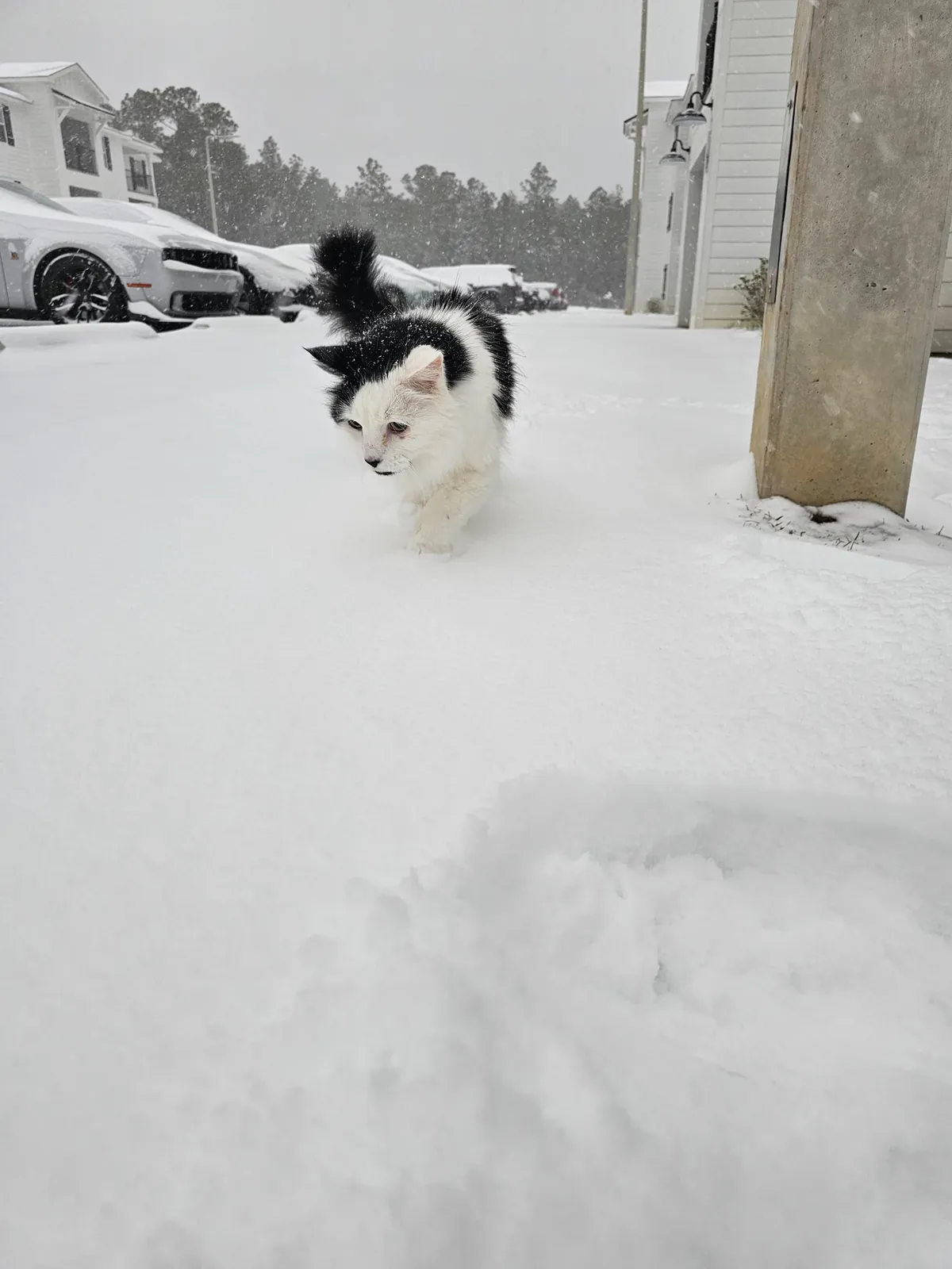 Tomorrow will be Bowies last day. Wish him happy birthday