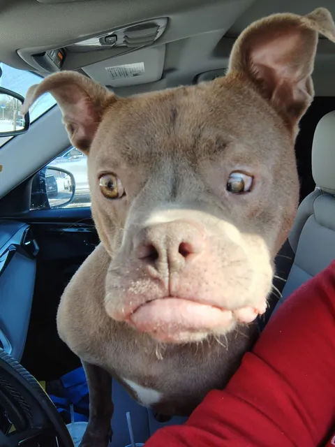 Kringle got ADOPTED !!! 🎉🎉 His adopter drove 4 1/2 hours one way to get him!