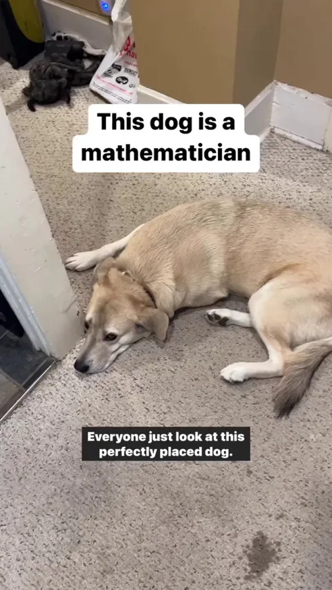 Good boy knows Pawthagorian Theorem