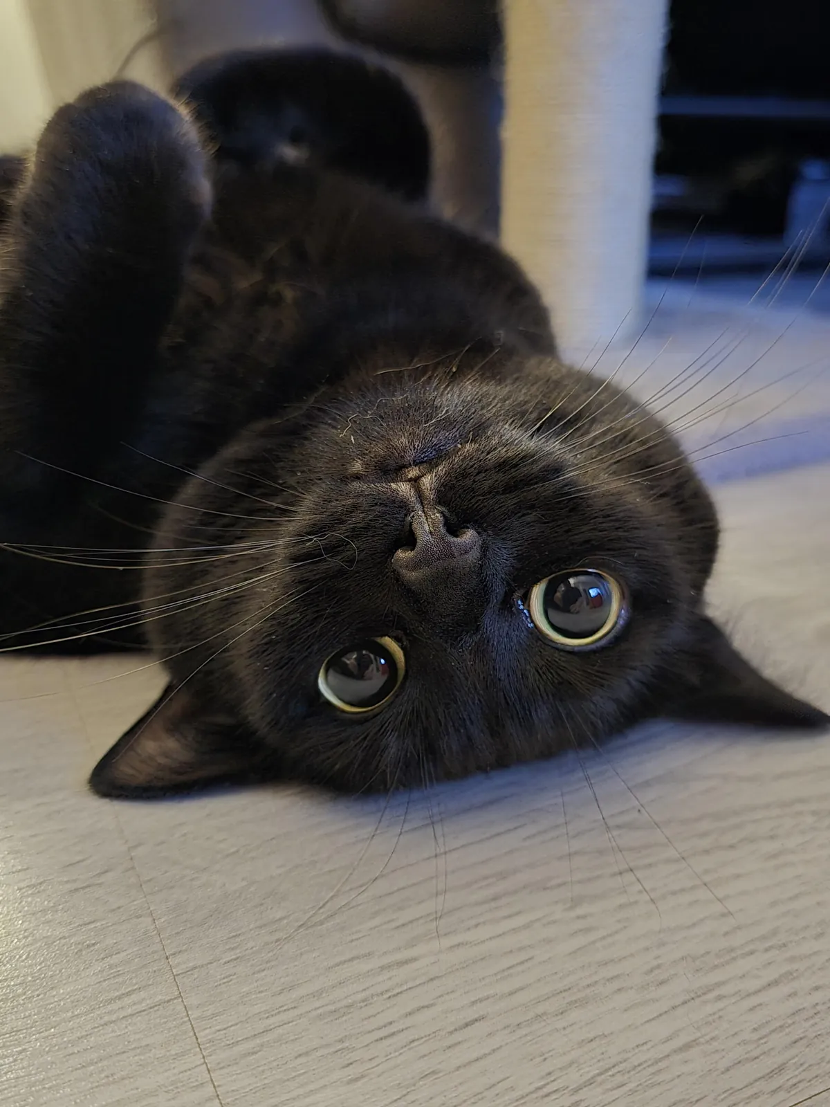 I swear I have the cutest cat in the world.