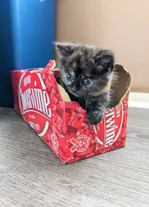 Update #2 - Elsa the ice princess is a celebrity!