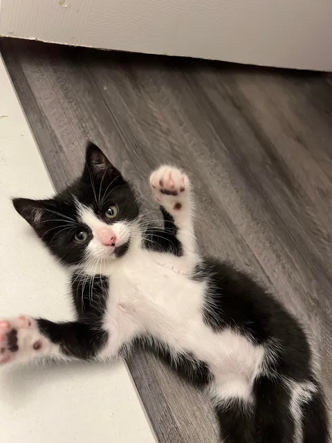 Pluto: 1 month to 1 year