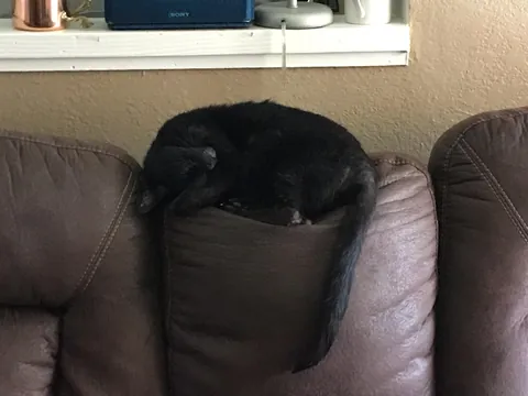 Tomorrow morning, I'll say goodbye to my friend of nearly 20 years 😢