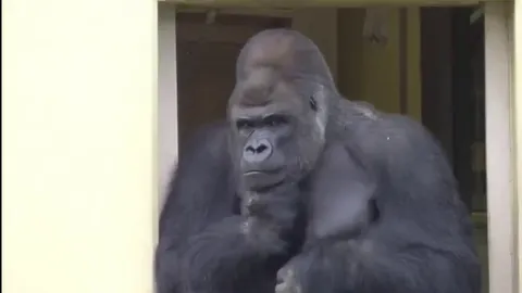 Young Gorilla Kiyomasa being a menace to his dad