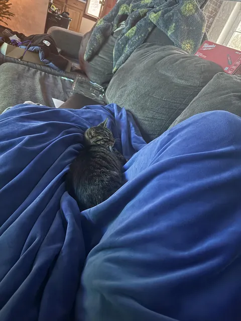 How do I relocate this cat?