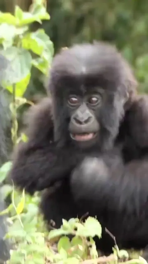 🔥 A young gorilla chest beating