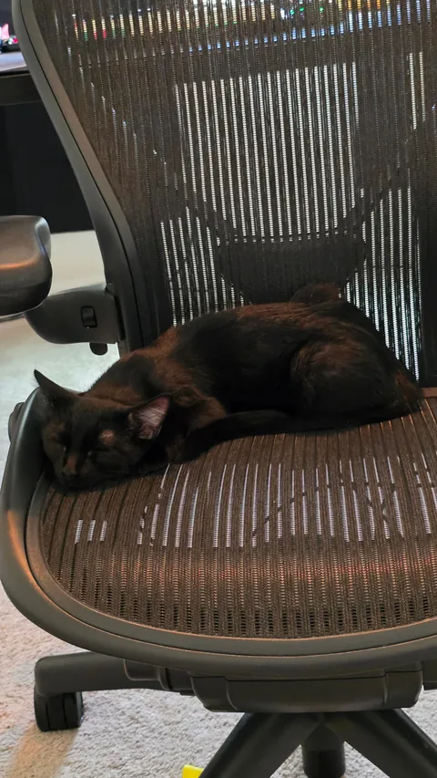 We went to a shelter on Saturday, and there was a little void who just adored my spouse - So we took him home. Meet Ash!