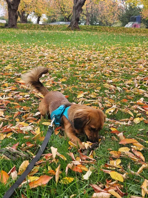 Kevin spent over an hour chasing leaves falling off the trees today.