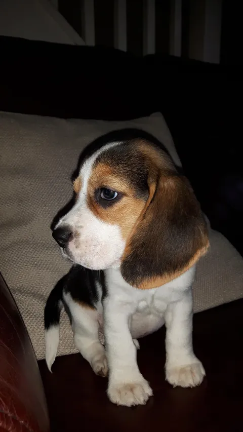 Best decision I ever made! (Poppy) 😉