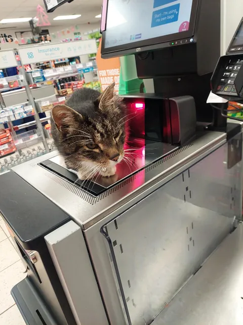 Working hard at the tills