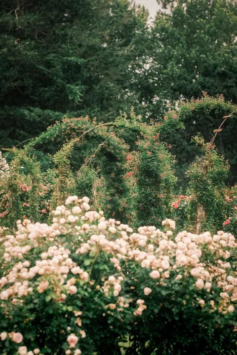 Rose Season in New England 🥀🌹