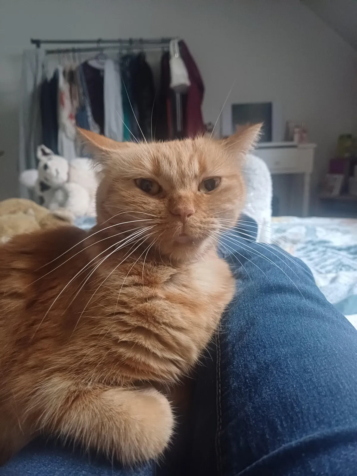 Her whiskers made me always awwww. Eternally 3, my Camélia 🥰