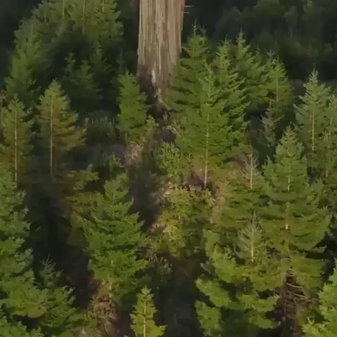 The tallest living tree is a coast redwood tree known as Hyperion, located in Redwood National Park in California.