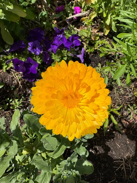 It’s bittersweet knowing I’m going to leave my first garden behind after I move in a month.. here’s some photos of my flowers.