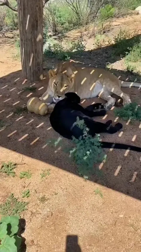 Lioness loves her leopard 