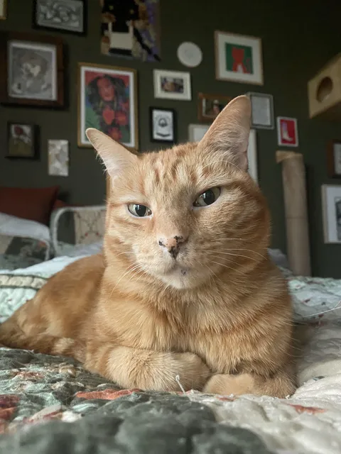 What’s it called when a cat does this with their front paws?