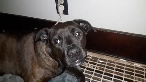 Sometimes when my deaf puppy tries to talk to me nothing comes out and she looks silly.