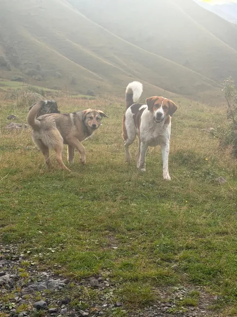 Went hiking in Georgia. Two strays joined us and hiked 25 mi and ~8k ft across 2 days with us.