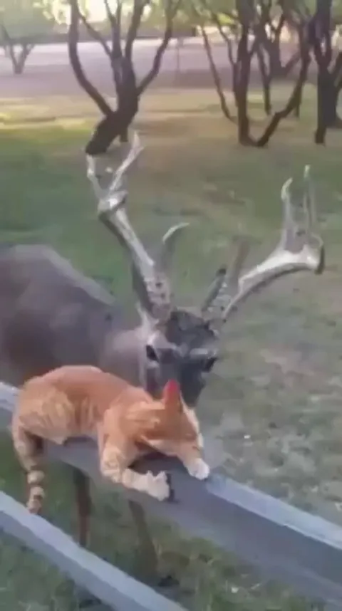 Team work makes the dream work