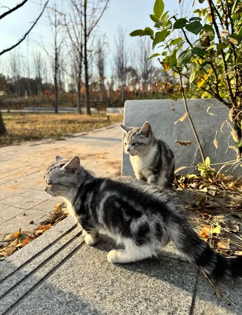 Went for a walk in the park today, and these two little cuties followed me the whole time .So I brought them home with me.