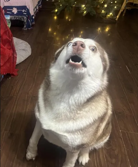 “I can’t listen if I don’t have ears” - Maple