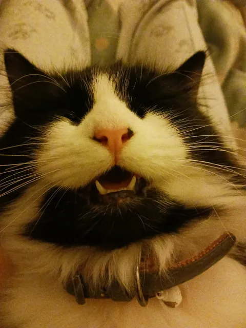 She might have a favourite sleeping position