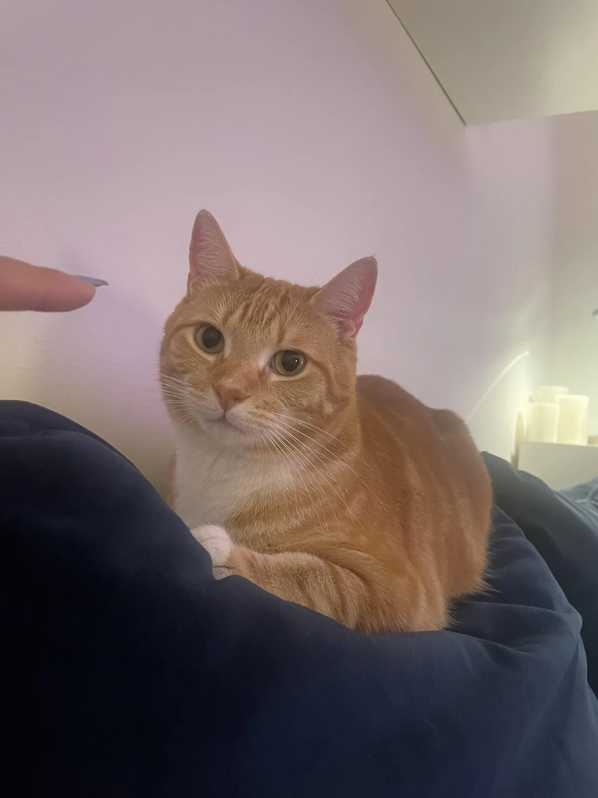 Can you believe I found this guy eating a restaurant's trash when he was a kitten