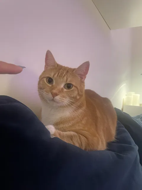 Can you believe I found this guy eating a restaurant's trash when he was a kitten