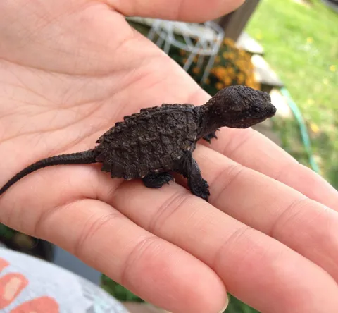 🔥 Baby snapping turtles look just like little dinosaurs