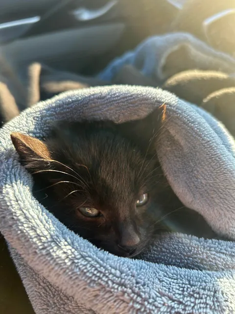 saved this tiny gremlin from traffic today