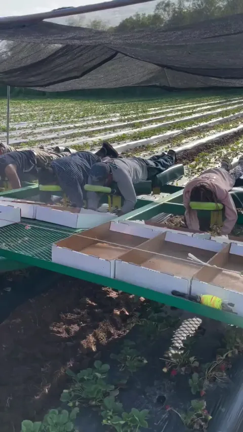 Strawberry picking doesn’t have to be back breaking work