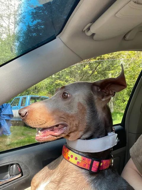 I bet you’ve never seen ears like these before!